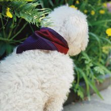 Hundeklud - Fanøklud - med spænde